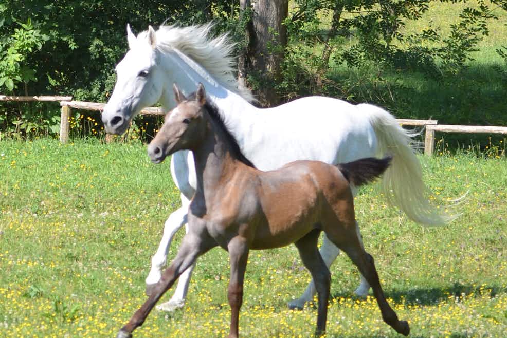 Piber Stud Farm And Other Amazing Sites To See In Lipizzanerheimat