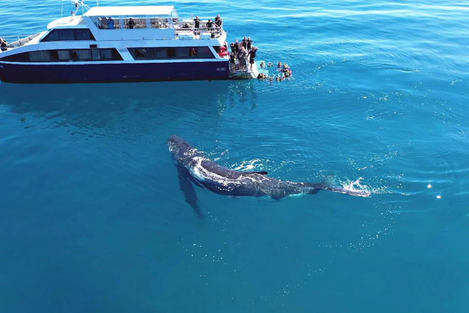 A boat on blue water with people swimming near its rear deck and a whale visible close to them in the water.