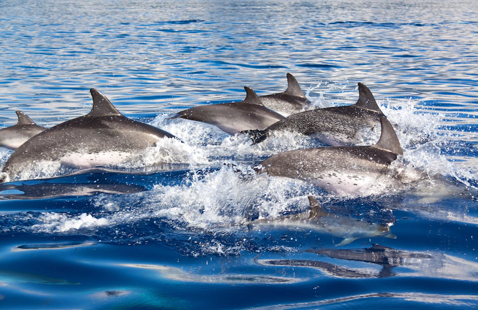 A group of dolphins swimming and splashing in blue ocean water.