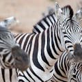 Zebra enclosure.
