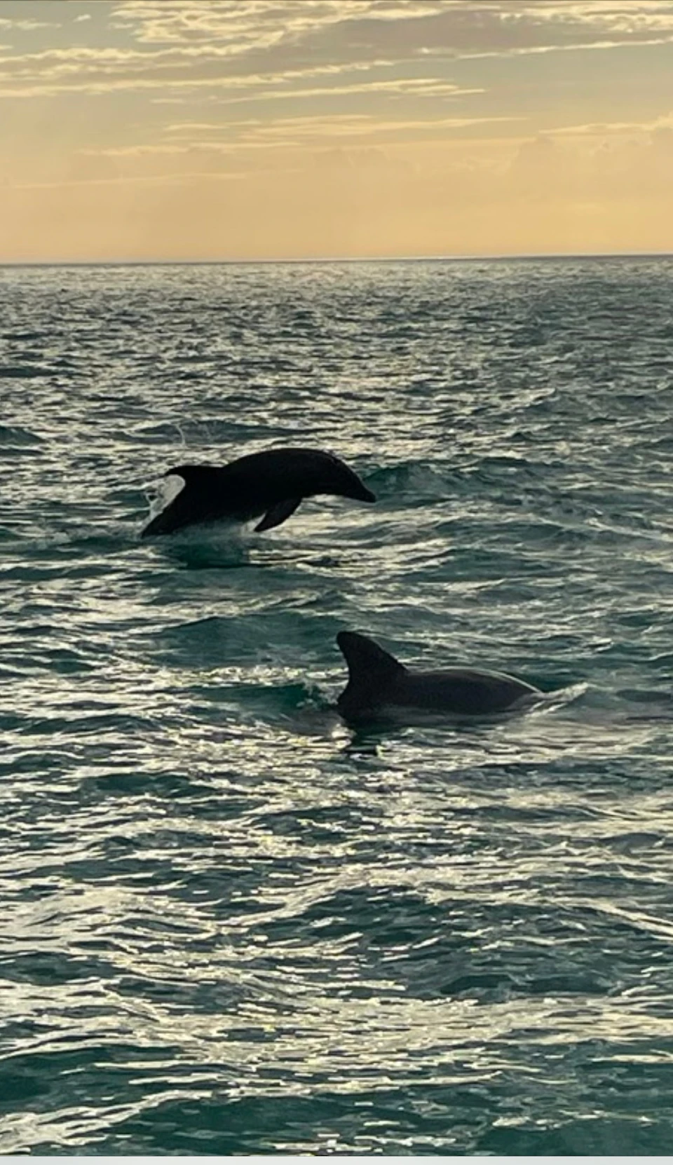 Two dolphins, one leaping out of the water and another partially submerged, in a calm sea under a cloudy sky.