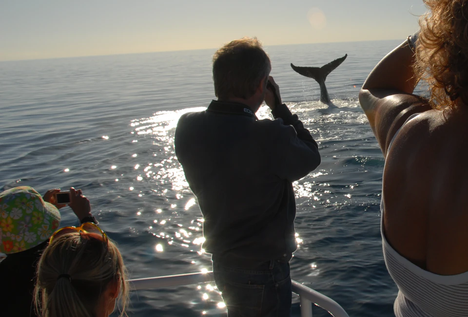 People on a boat photographing a whale tail splashing in the ocean. The sun glistens on the water under a clear sky.