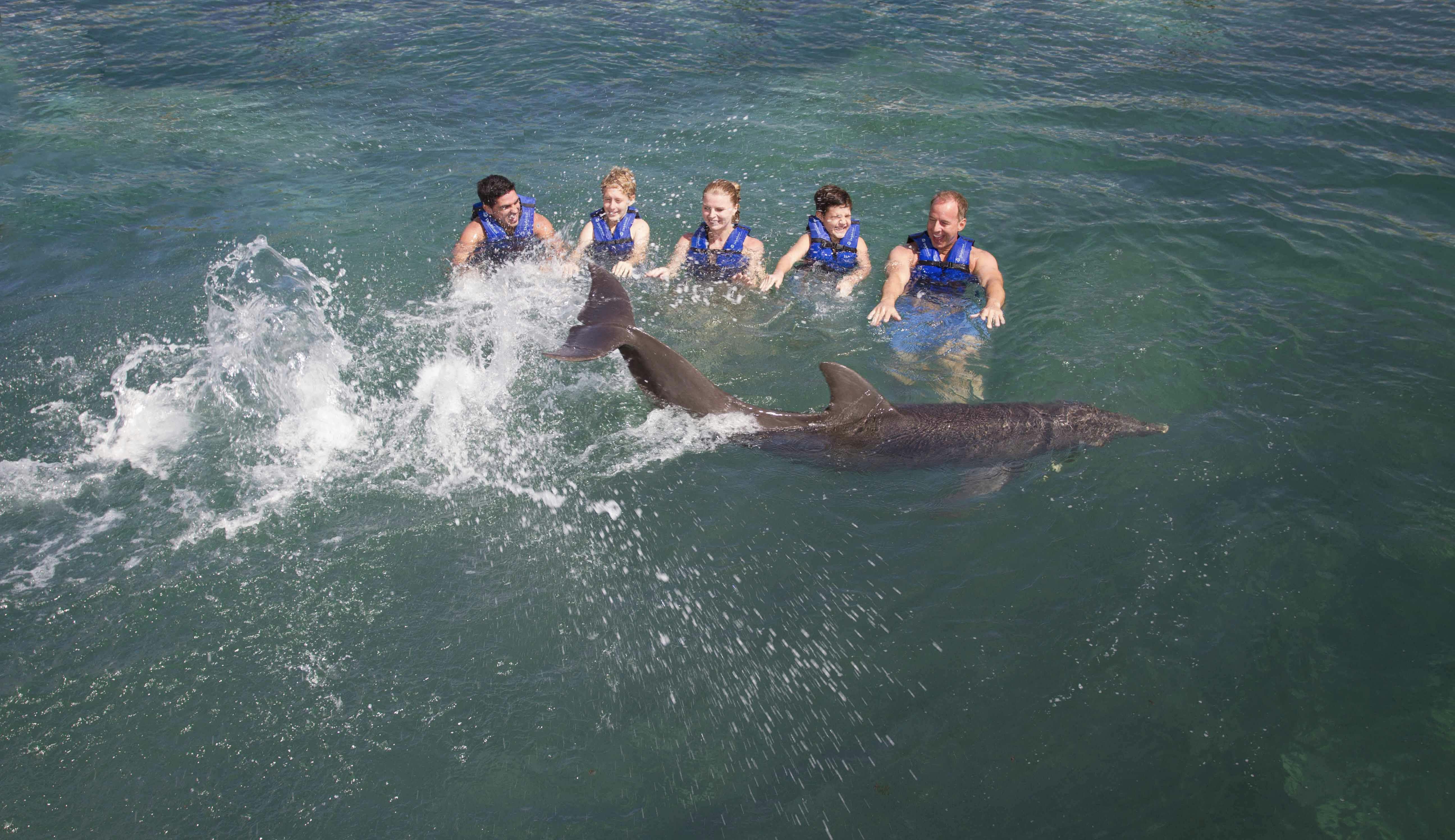 Cinco pessoas com coletes salva-vidas azuis interagem com dois golfinhos na água. Os golfinhos criam salpicos à medida que nadam.