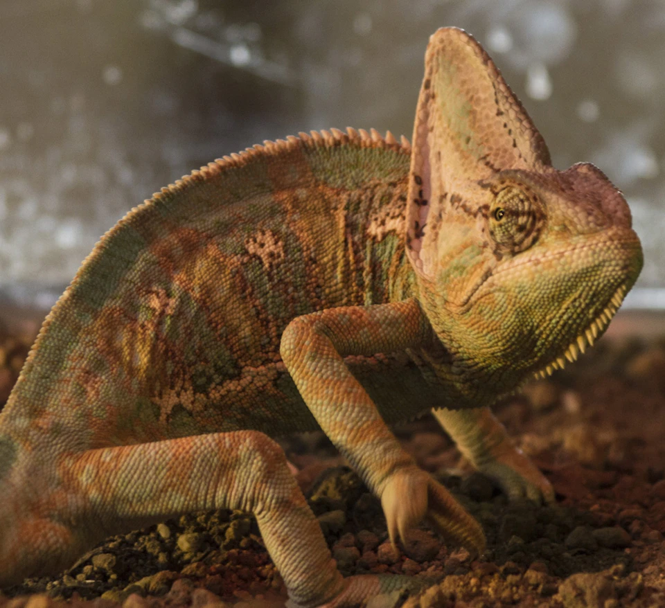 A chameleon with a textured, green and brown camouflage pattern stands on a sandy and rocky surface.