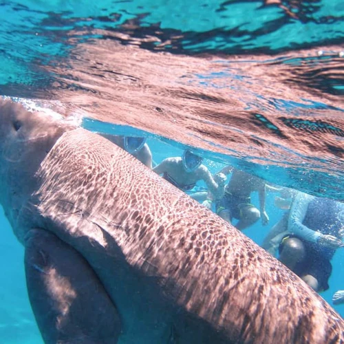 Marsa Mubarak: Snorkeling with Dugong and Sea Turtles - Photo 2
