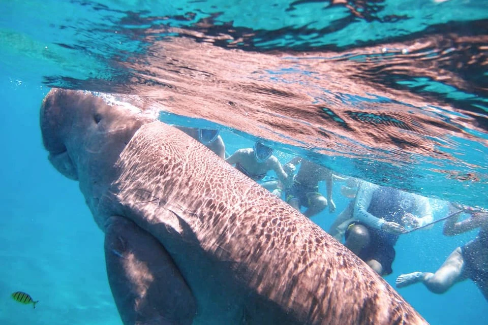 People are snorkeling with a dugong.
