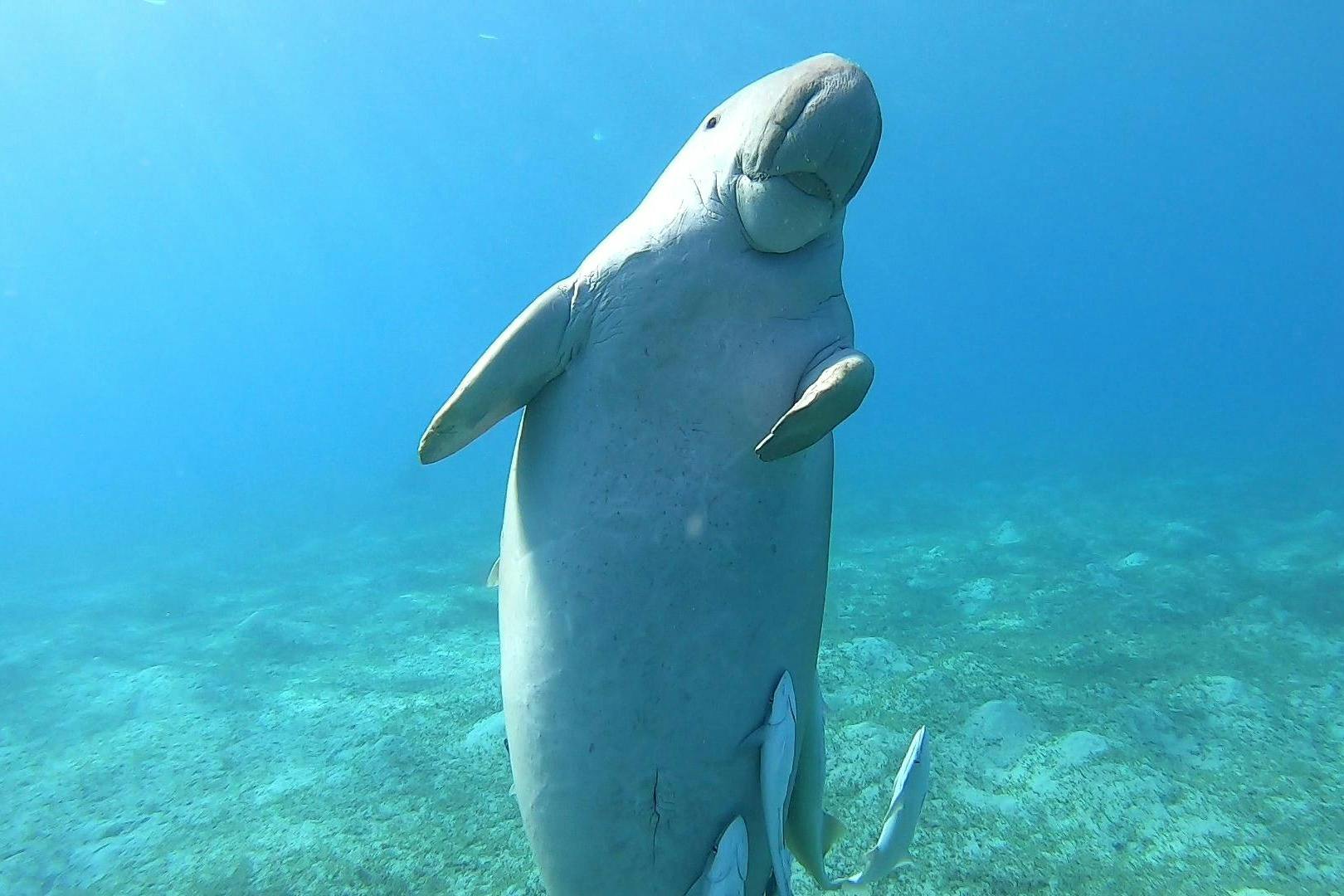 θαλάσσια αγελάδα marsa alam