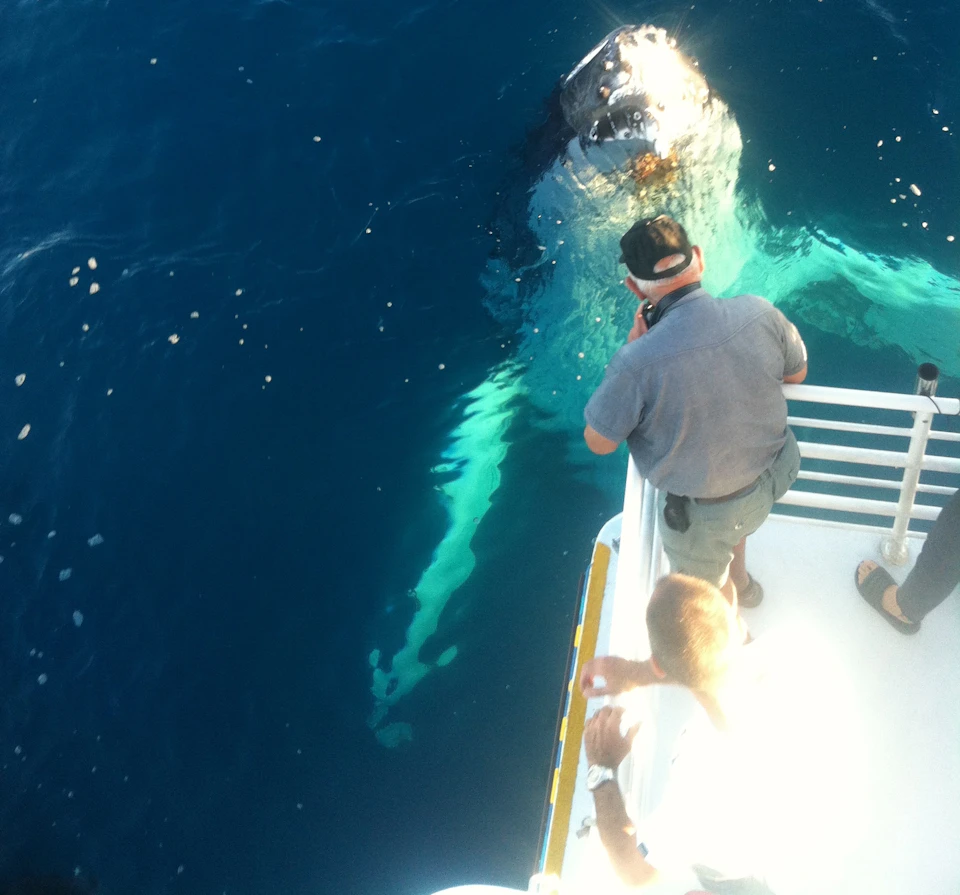 Two people on a boat observe a partially submerged whale's head and flippers in clear blue water.