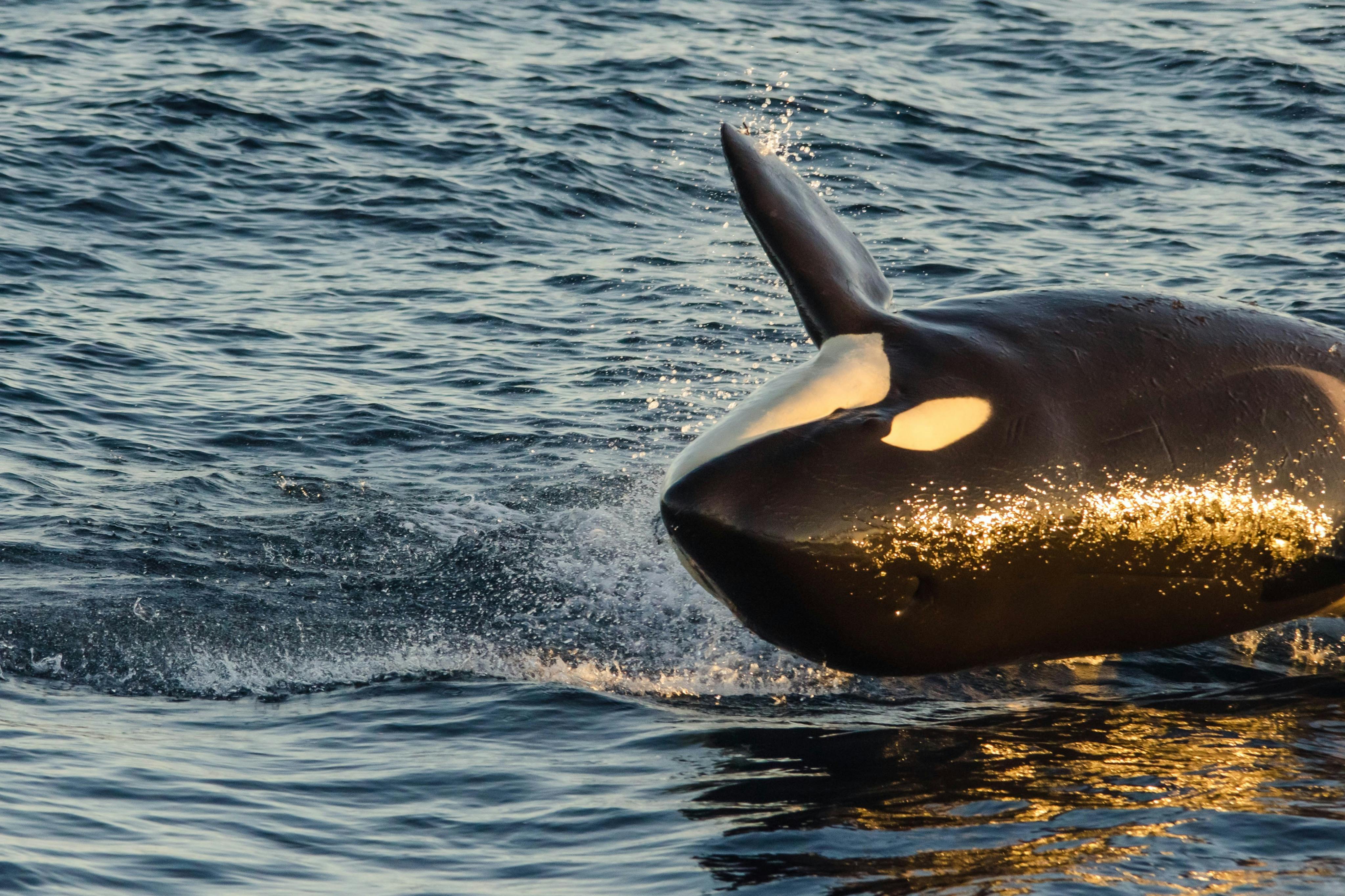 Long Beach Whale Watching & Dolphin