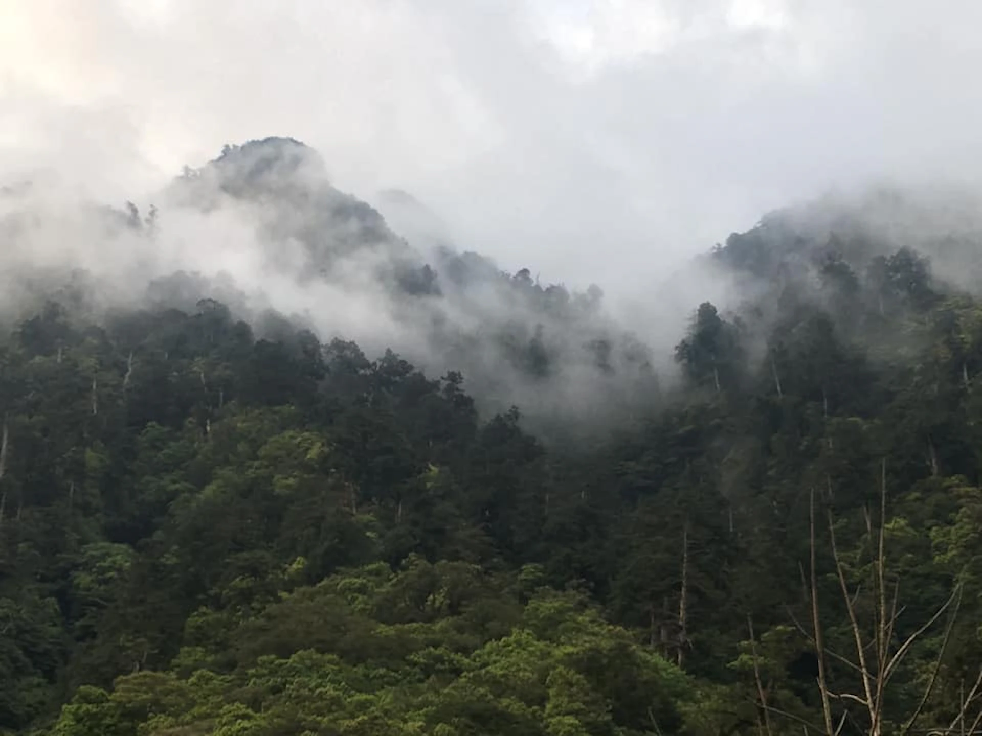 Misty forested mountains covered in clouds and dense greenery under a cloudy sky.