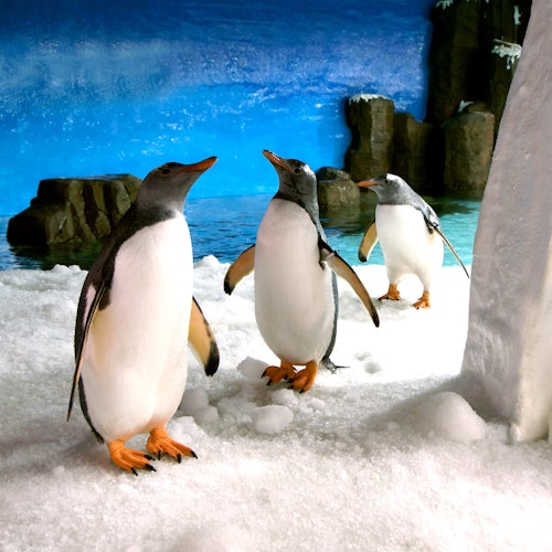シーライフメルボルンでのペンギンパスポート体験(即日発券)