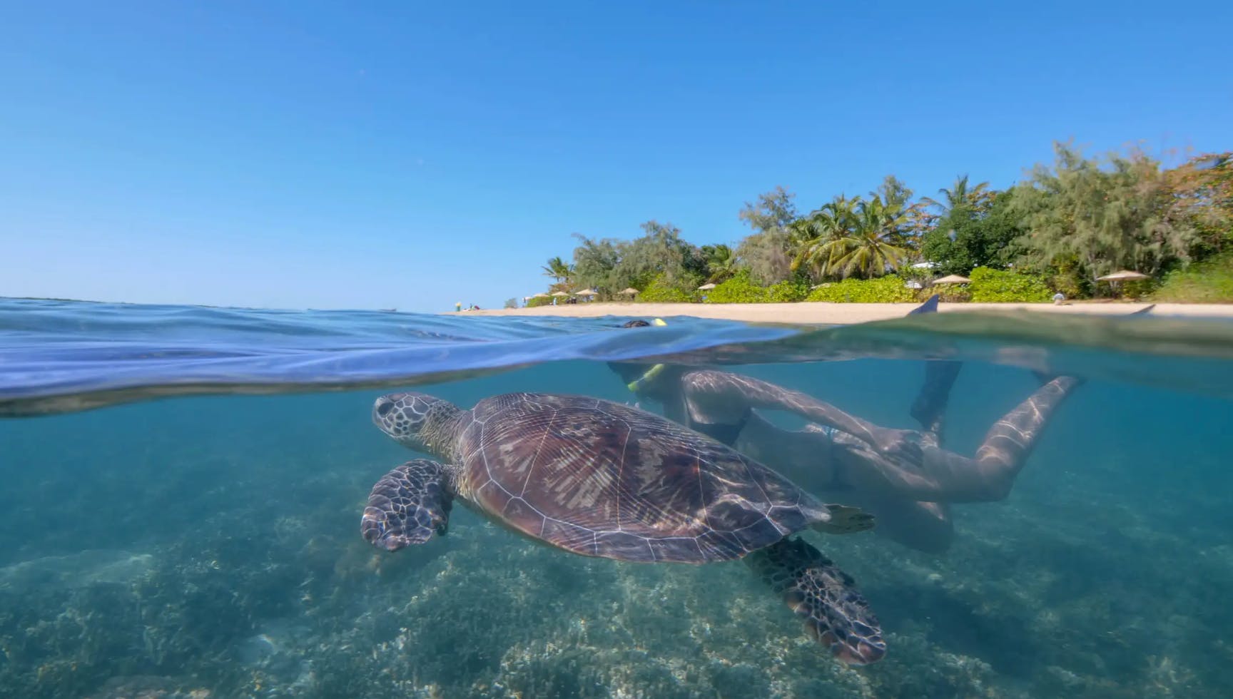 Low Isles: Tour guidato in barca da Port Douglas + Snorkeling + Tè — 2