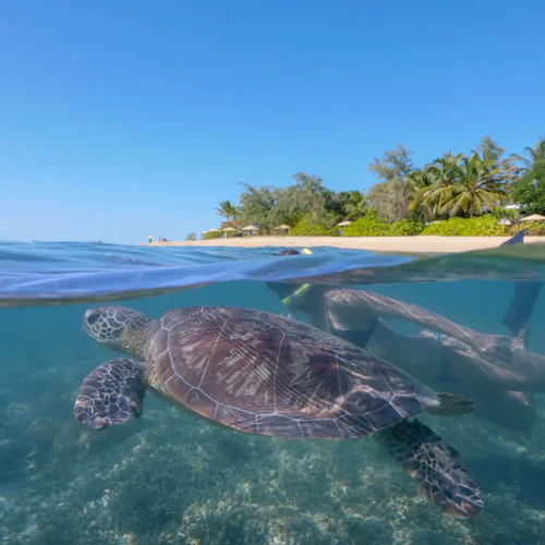 Low Isles: Guided Boat Tour from Port Douglas + Snorkelling + Tea - Photo 2