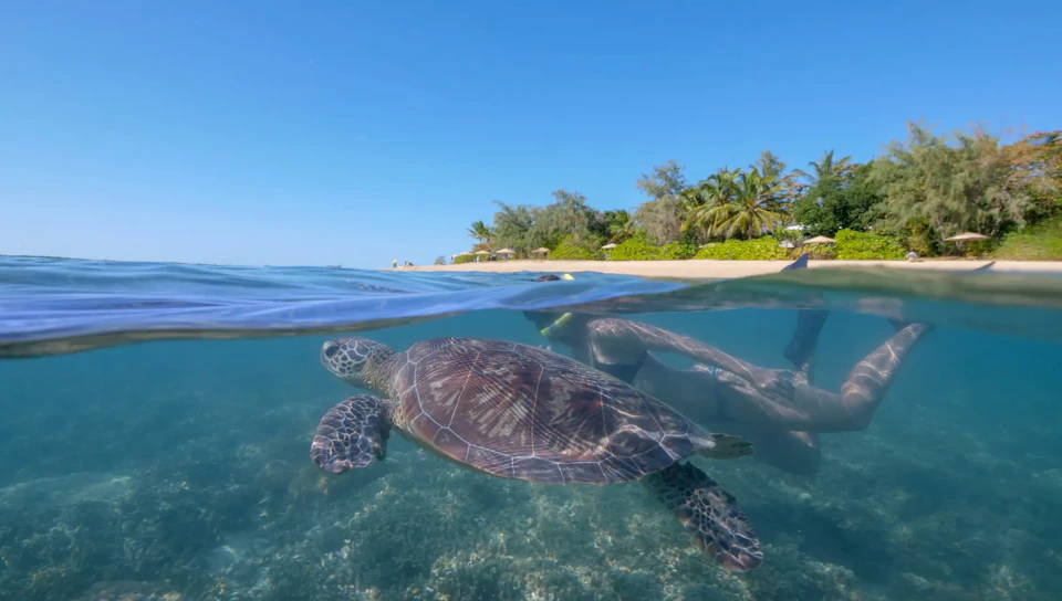 A sea turtle swimming underwater near a tropical beach with clear skies and lush greenery in the background.