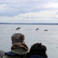 Clienti che guardano i delfini saltare