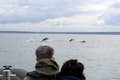 Kunden beobachten Delphine beim Springen