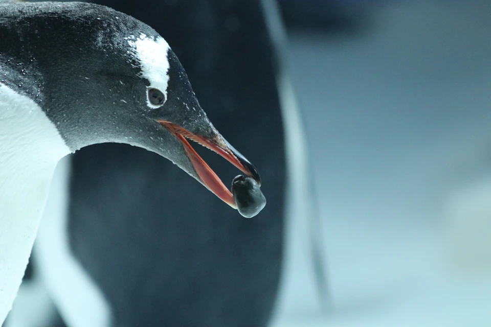A penguin with an orange beak is holding a small black stone in its mouth, with a blurred background.