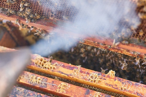 アベレール・エンパダネソスでの養蜂家体験とハニーテイスティング(即日発券)