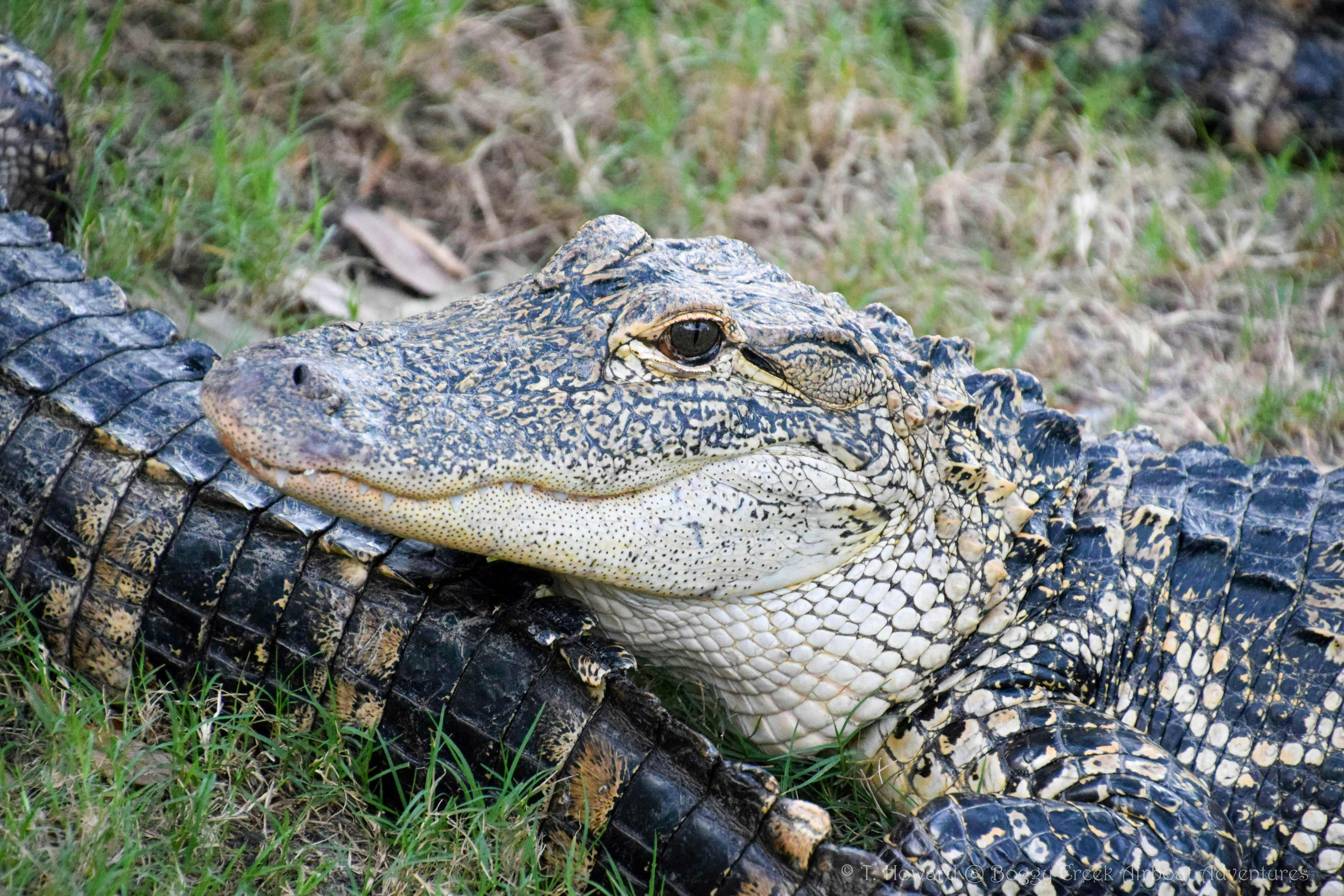 Activitat núm. 2 a <City 79889>: Tours en aeronau pels Everglades