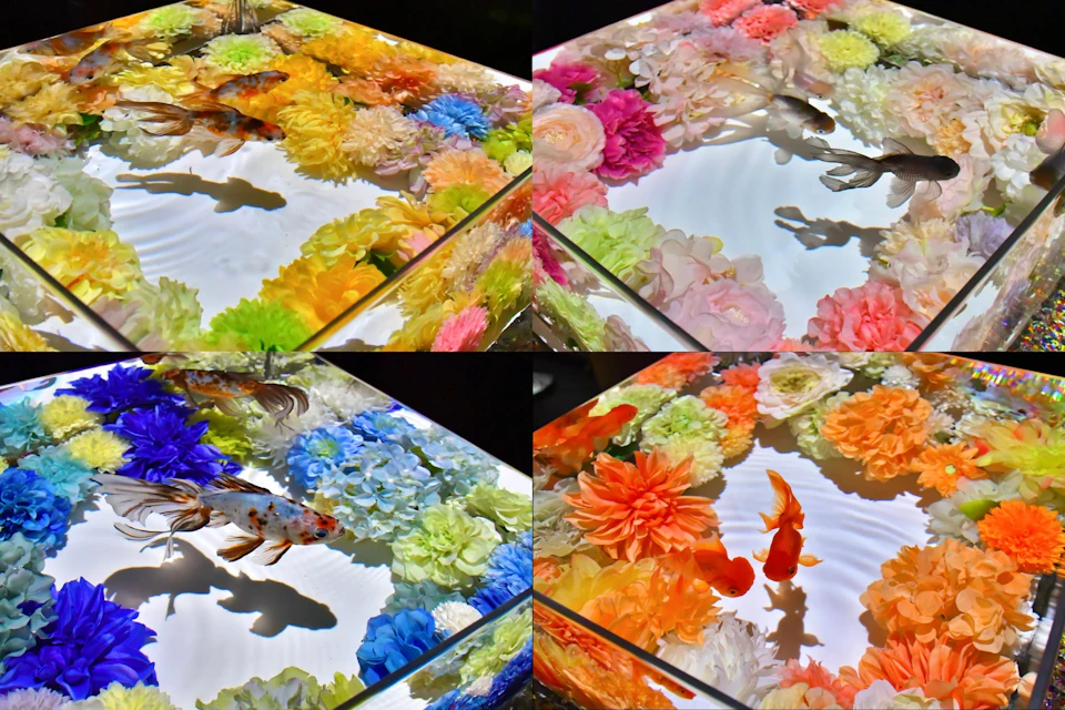 A collage showing vibrant floral arrangements floating on water with koi fish swimming among them, lit by soft lighting.