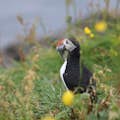 An Atlantic Puffin in a blurry flower field, with a mouth full of fish.