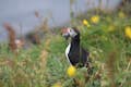 An Atlantic Puffin in a blurry flower field, with a mouth full of fish.