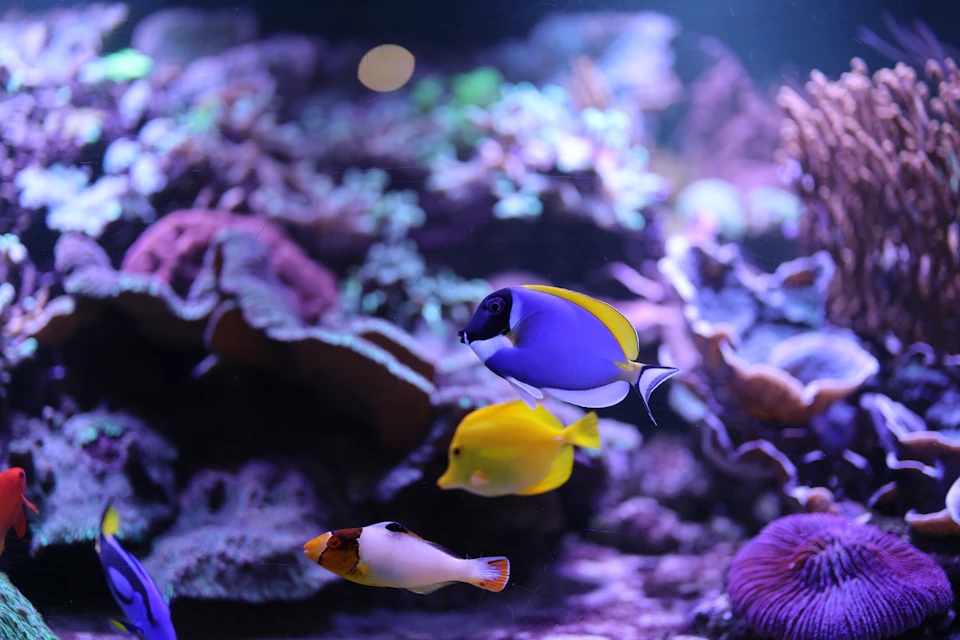 Colorful fish swim among corals in an aquarium, including a blue and yellow tang, a yellow tang, and a clown triggerfish.