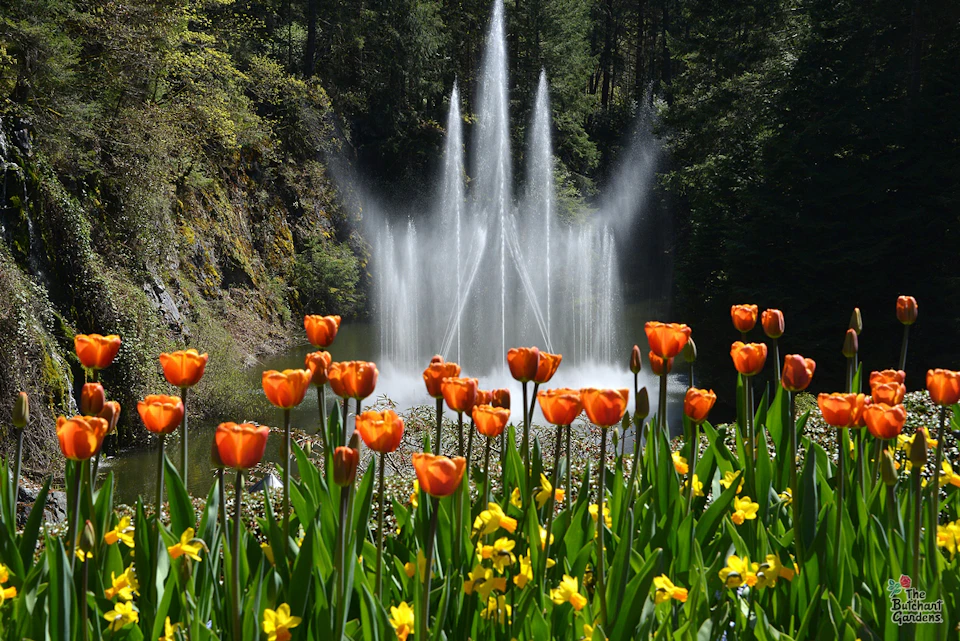 Orange tulips and yellow flowers in the foreground with a tall water fountain and dense forest in the background.