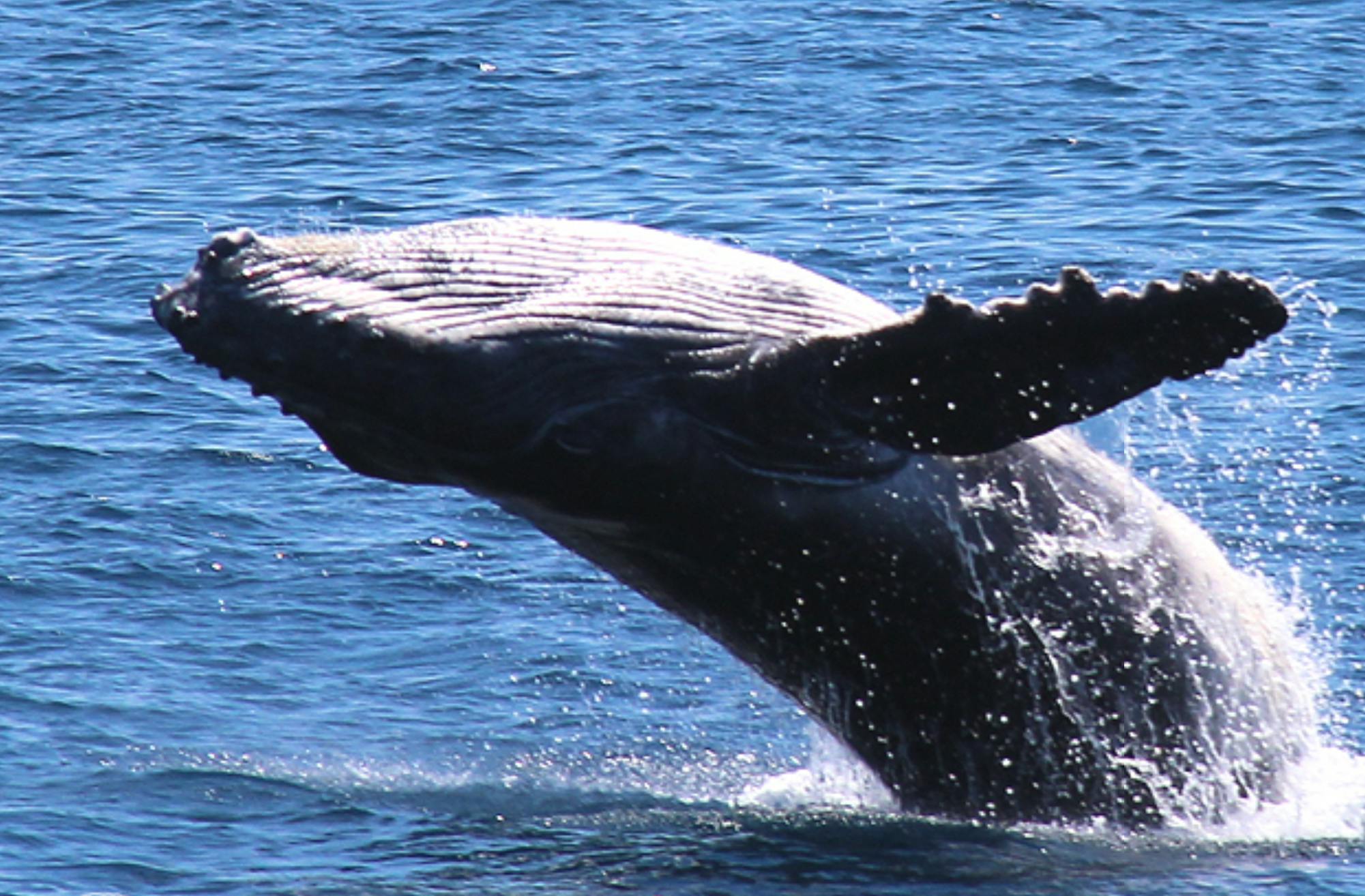 ザトウクジラが海面に侵入し、体の一部を水面から持ち上げています。