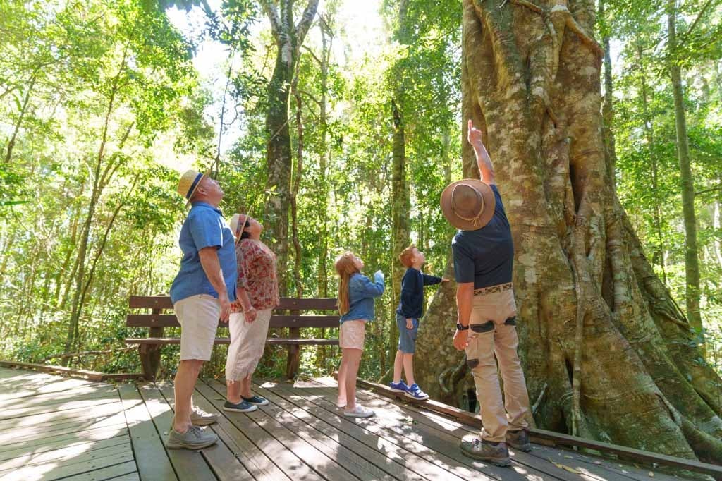 Guided rainforest walk