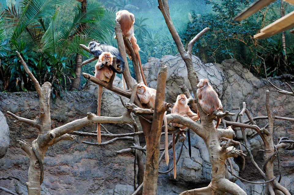 Several golden monkeys and one black monkey sit on intertwined branches in a lush, rocky environment.