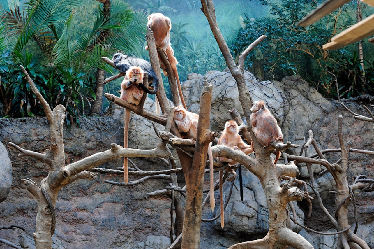 Zoo del Bronx: Biglietto d'ingresso - Alloggi in Nuova York