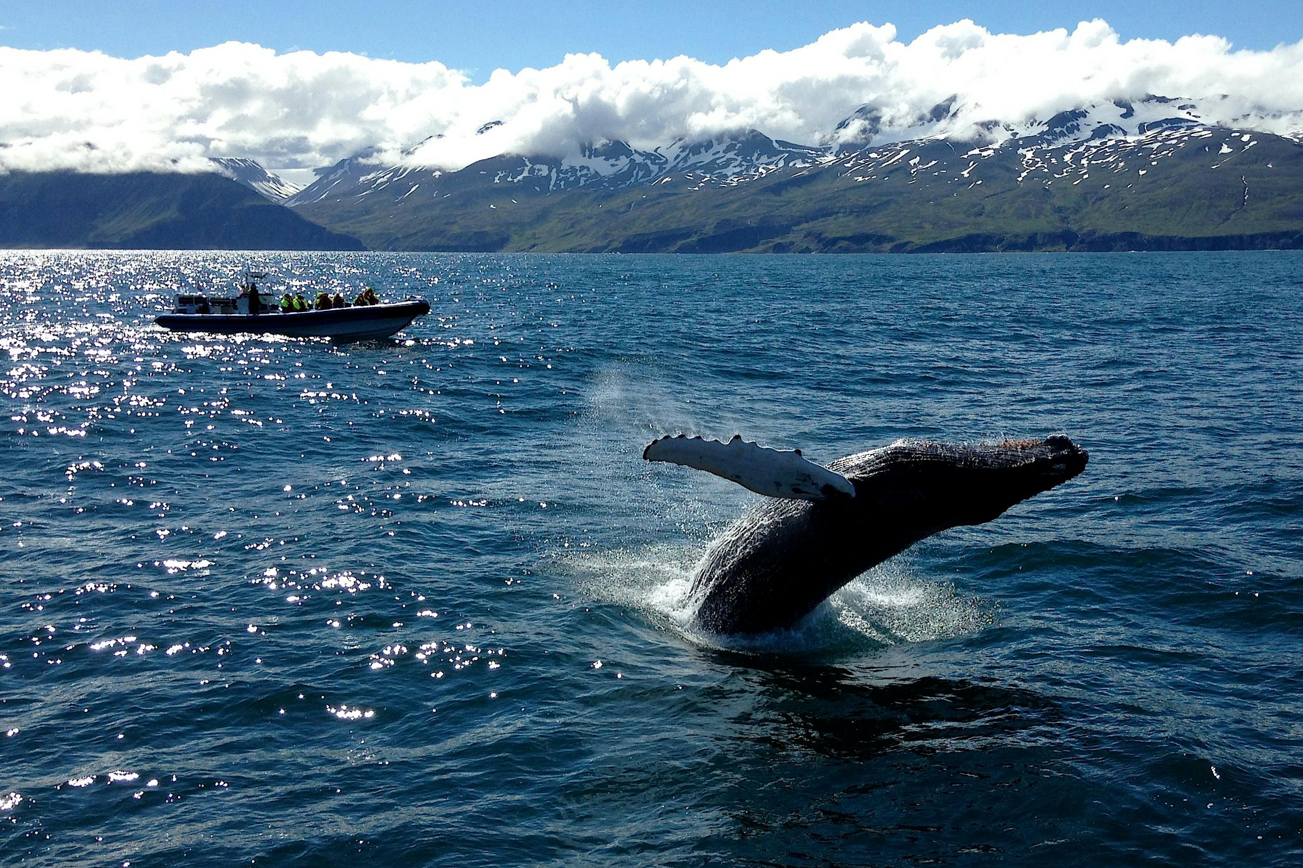 Μια φάλαινα που παραβιάζει τον ωκεανό κοντά σε μια βάρκα, με χιονισμένα βουνά στο παρασκήνιο κάτω από έναν μερικώς συννεφιασμένο ουρανό.