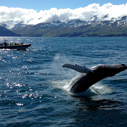 Husavík: Whale & Puffin Watching Tour in a RIB Speedboat - Photo 8