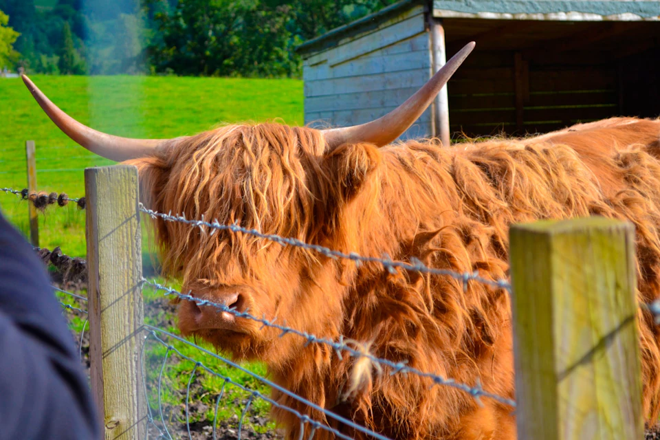 A Highland cow with long reddish hair and horns stands behind a barbed wire fence near a wooden shed on a grassy field.