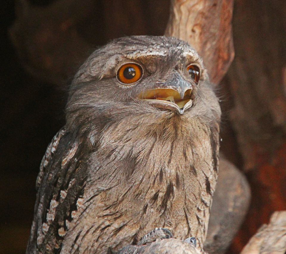 Close-up of a tawny frogmouth bird with large yellow eyes and a slightly open beak, perched against a dark and wood-textured background.