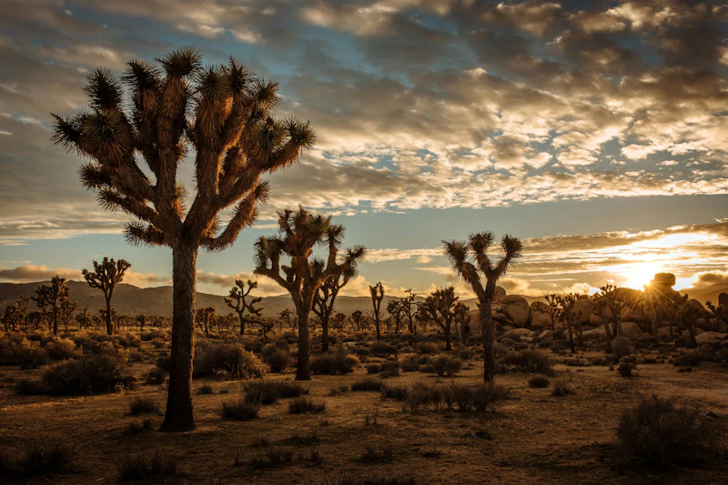 Los Angeles: Enkele reis vanuit Las Vegas + toegang tot Joshua Tree ...