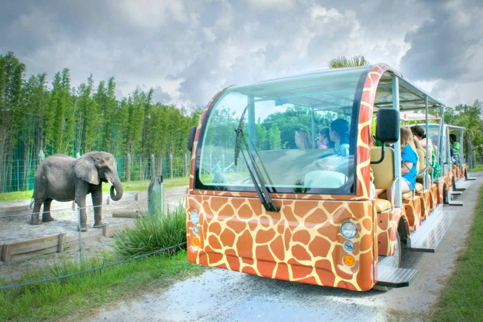 safari tram ride