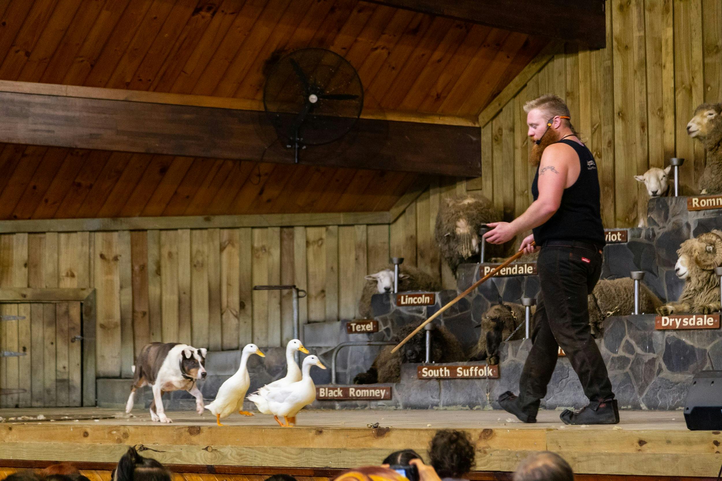 A man on stage with a stick directs ducks, with labeled sheep breeds displayed behind on a wooden backdrop.