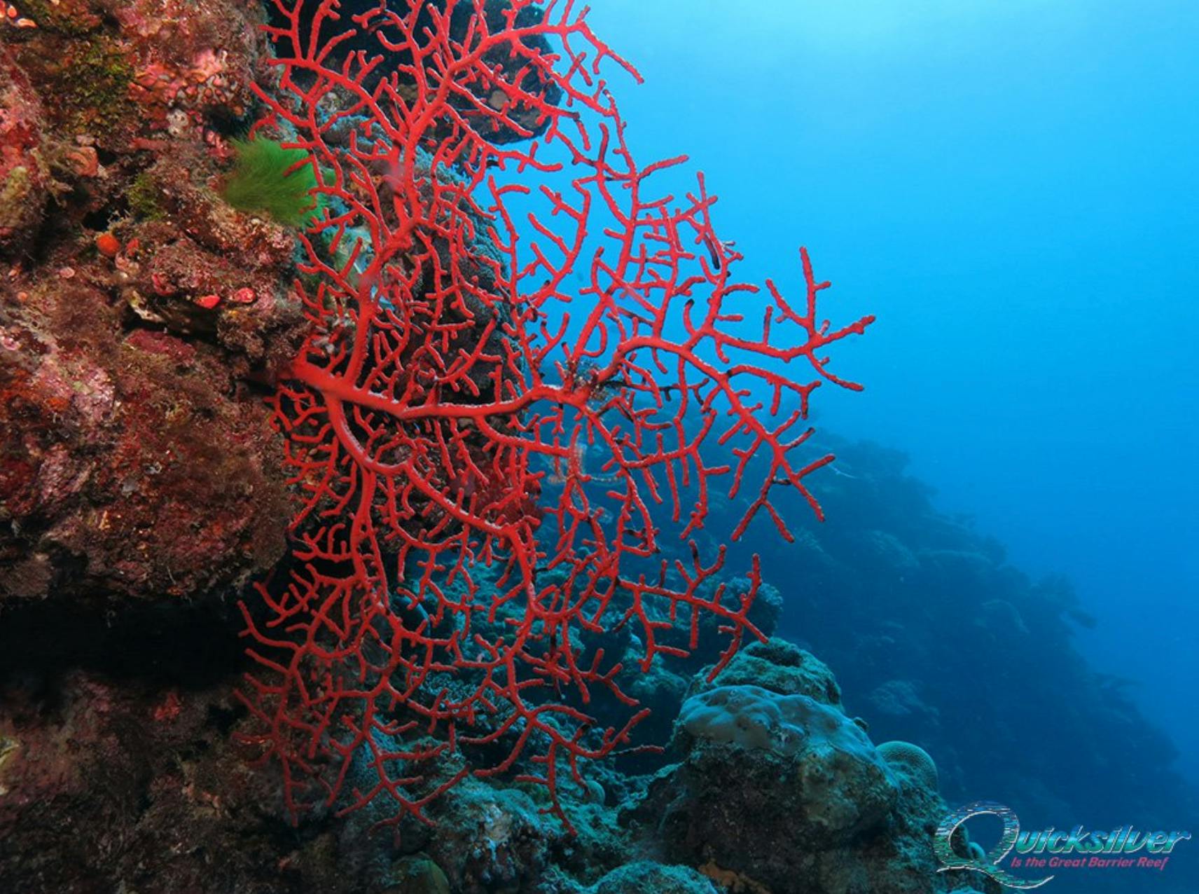 Bright red coral growing on a reef in clear blue ocean water, surrounded by marine rocks and underwater scenery.