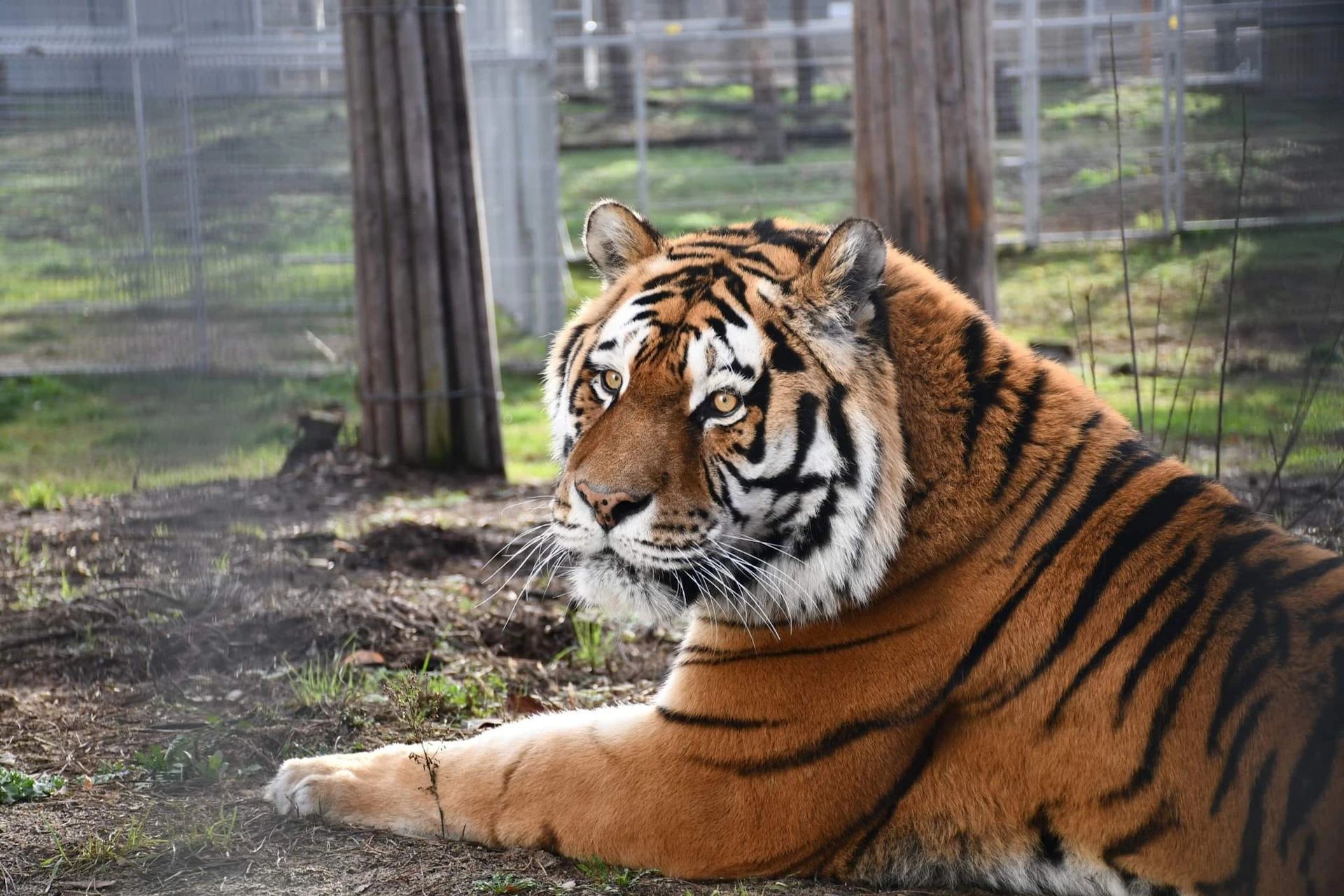 Tiger