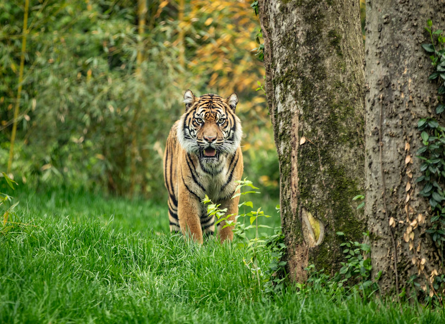Nashville Zoo at Grassmere Tickets