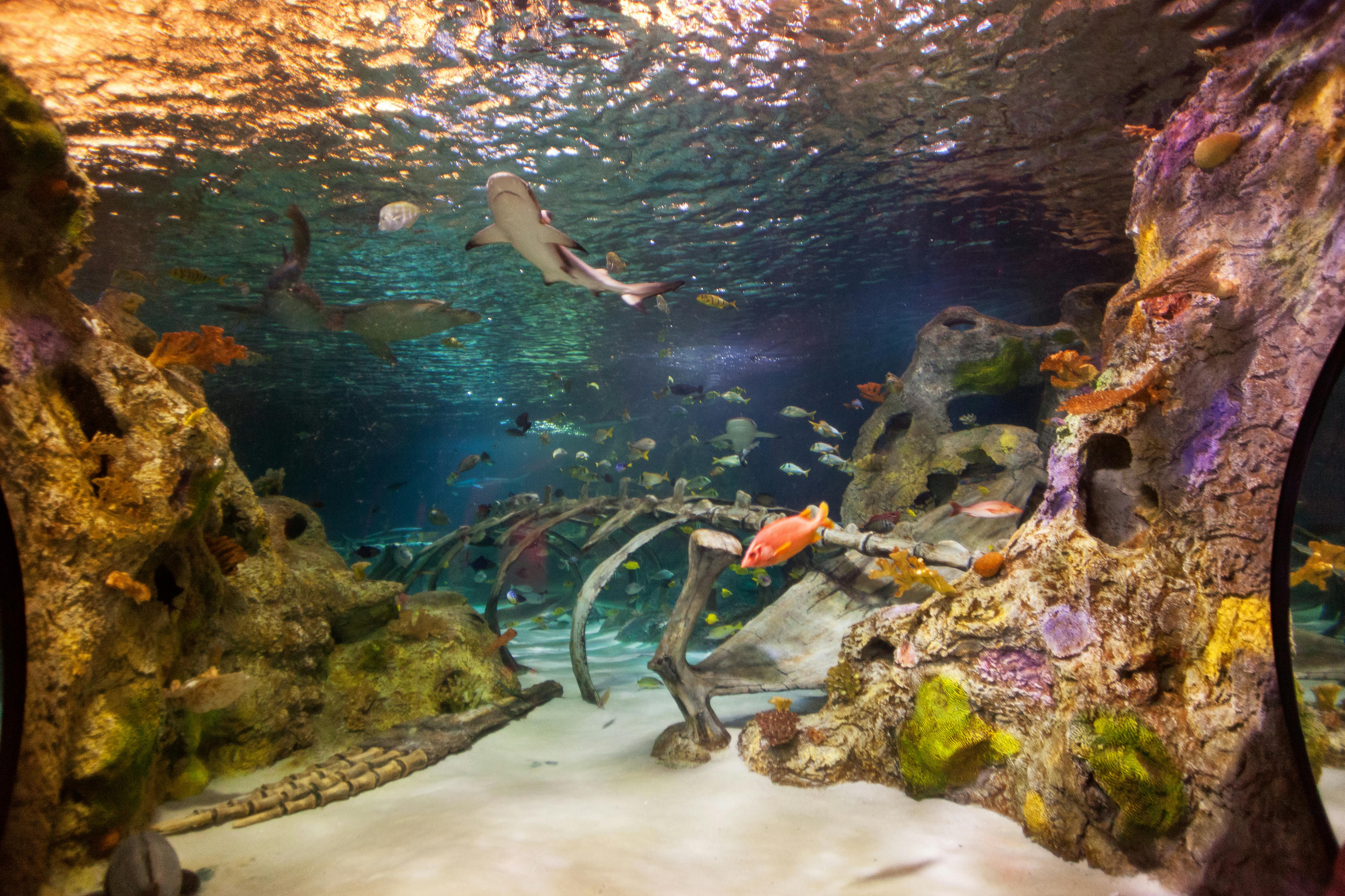 SEA LIFE Grapevine Aquarium Dallas tickets Dallas