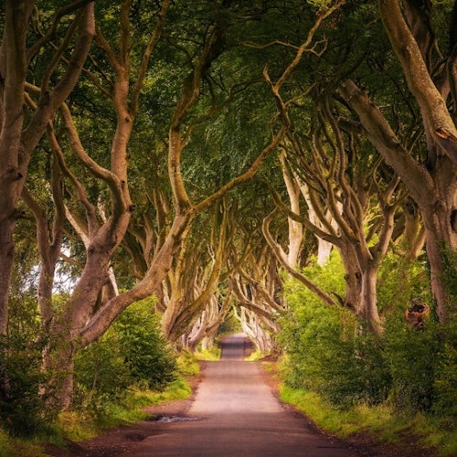 Giant's Causeway: Full Day Tour with Titanic Museum + Dark Hedges