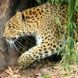A leopard walking through foliage, with its body partially obscured by tall green plants and a tree trunk in the background.
