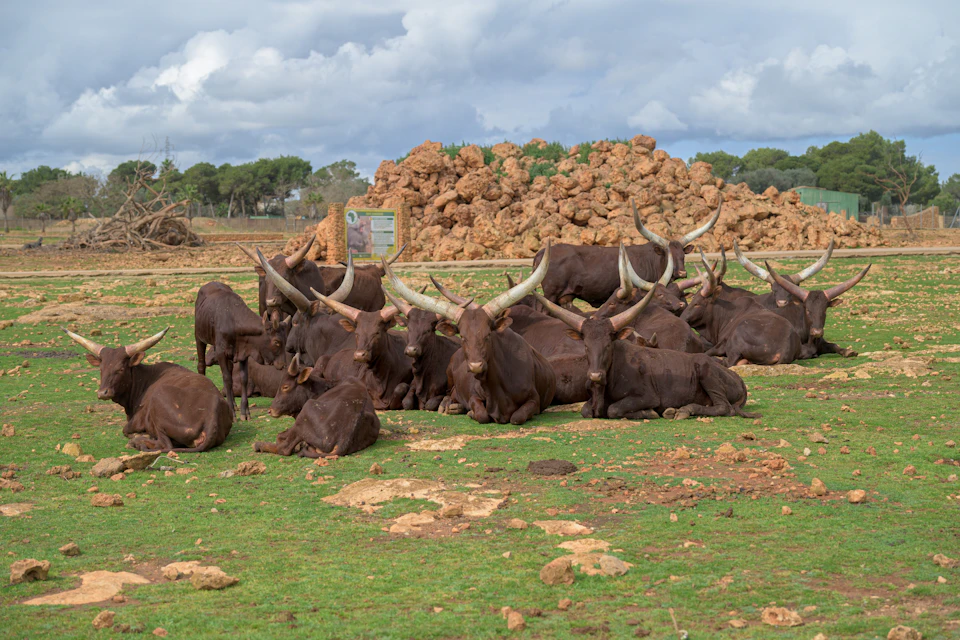 A group of Ankole-Watusi cattle resting on a grassy field with rocks and trees in the background under a cloudy sky.