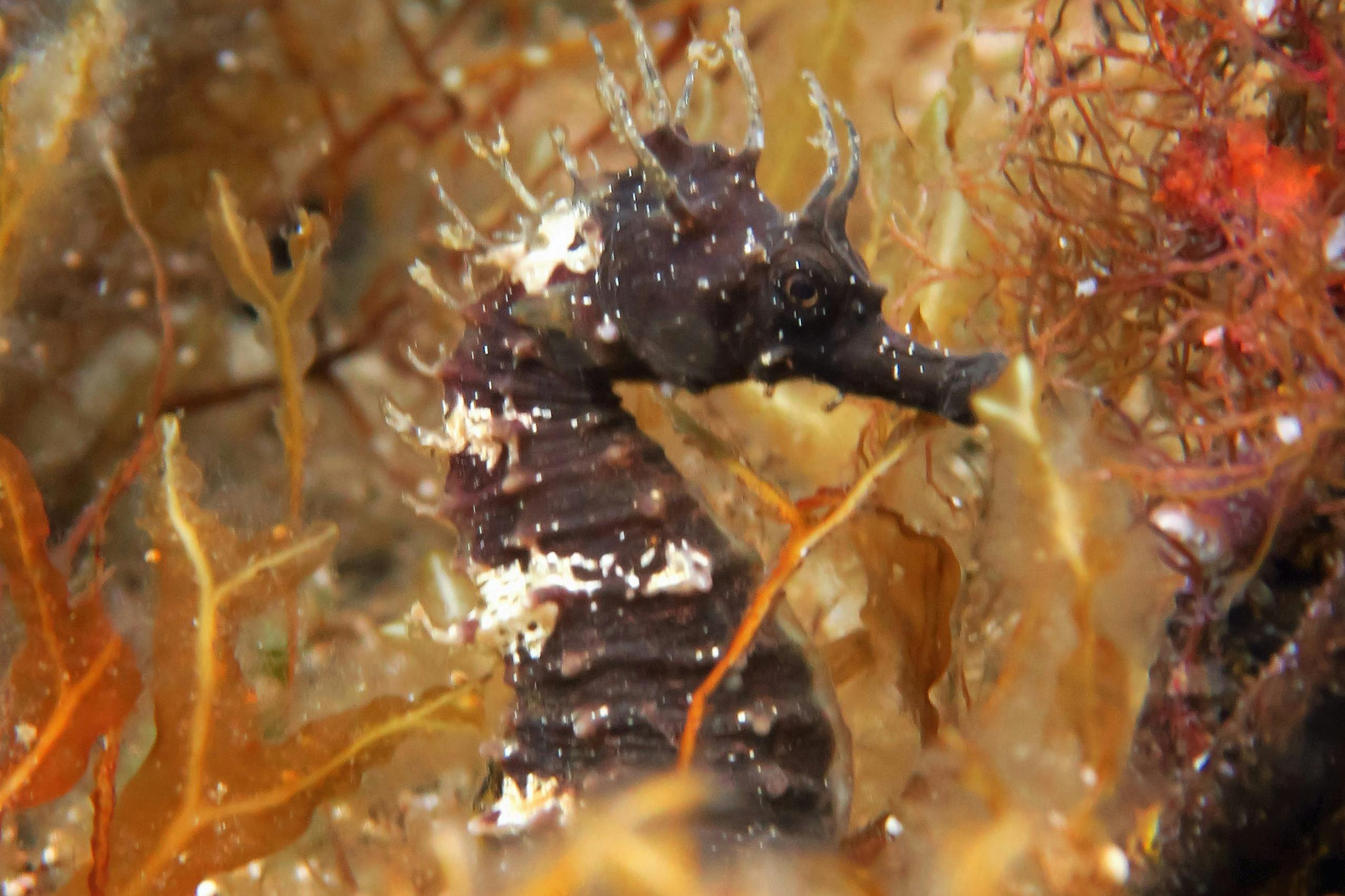 Морской конек