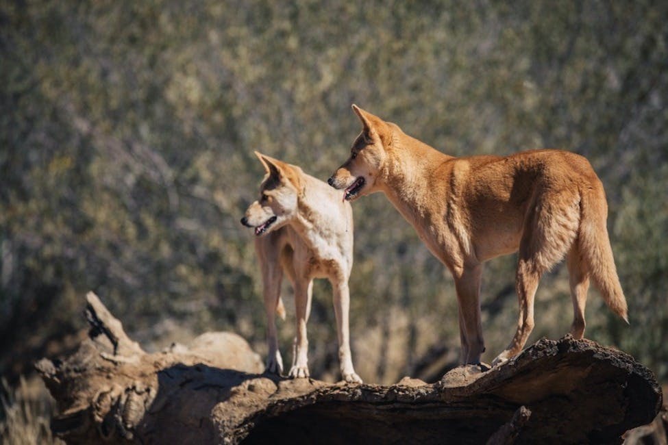 Alice Springs Desert Park