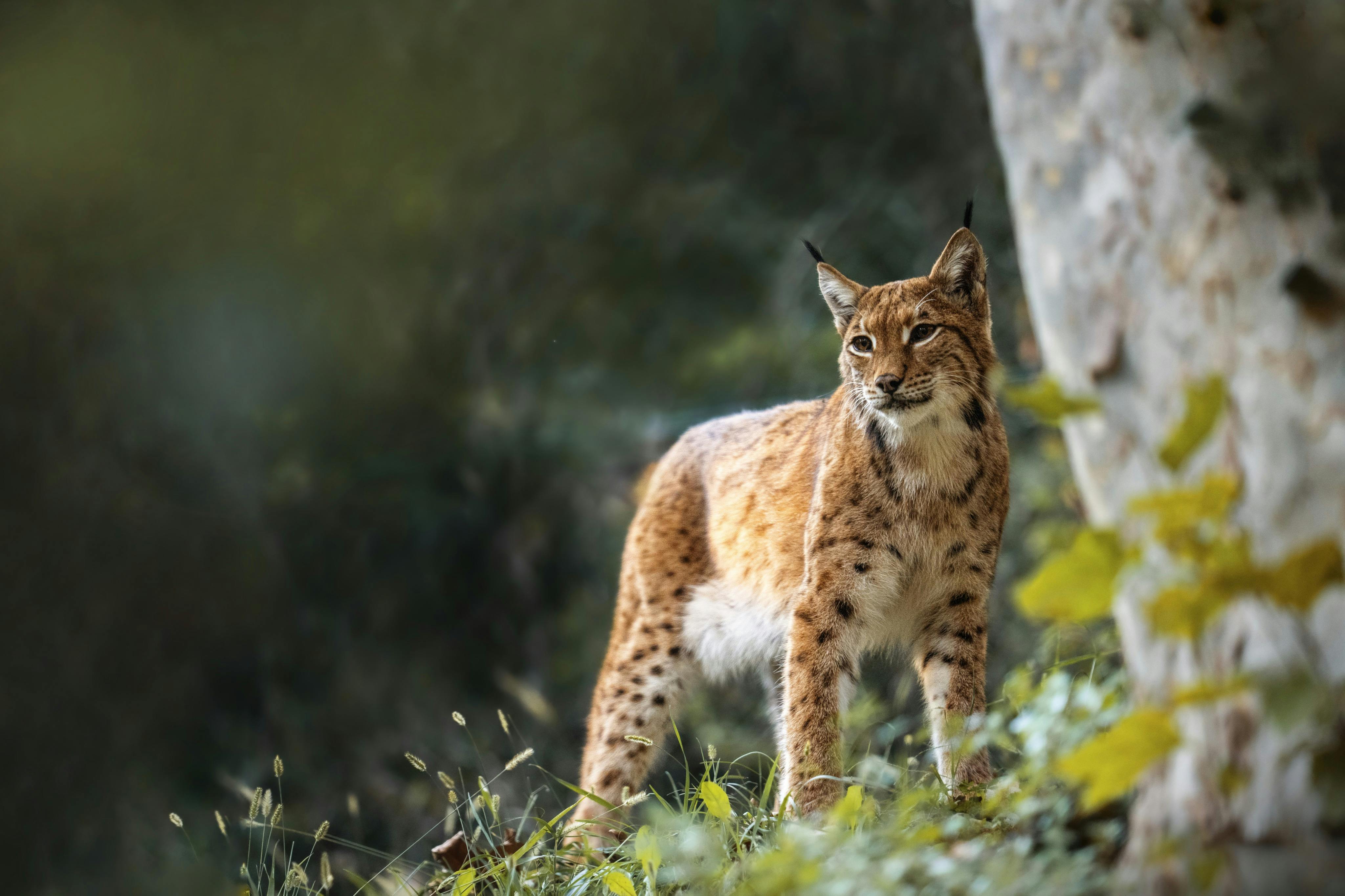 自然野生动物园