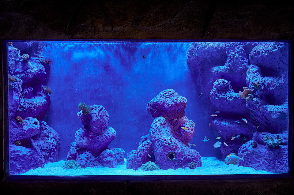 An aquarium with purple rock formations, blue lighting, and small fish swimming among the rocks and in the water.
